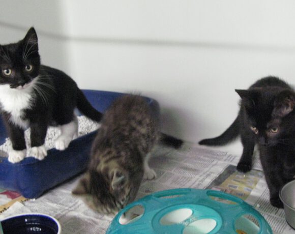 Luna, Skipper & Nougat