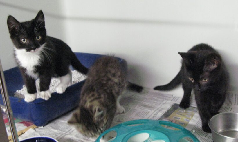 Luna, Skipper & Nougat