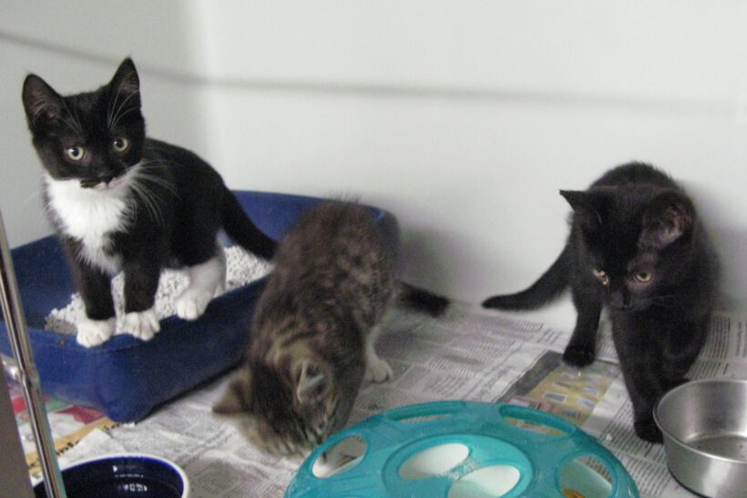 Luna, Skipper & Nougat