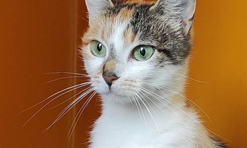Mila, ca. 1,5 Jahre