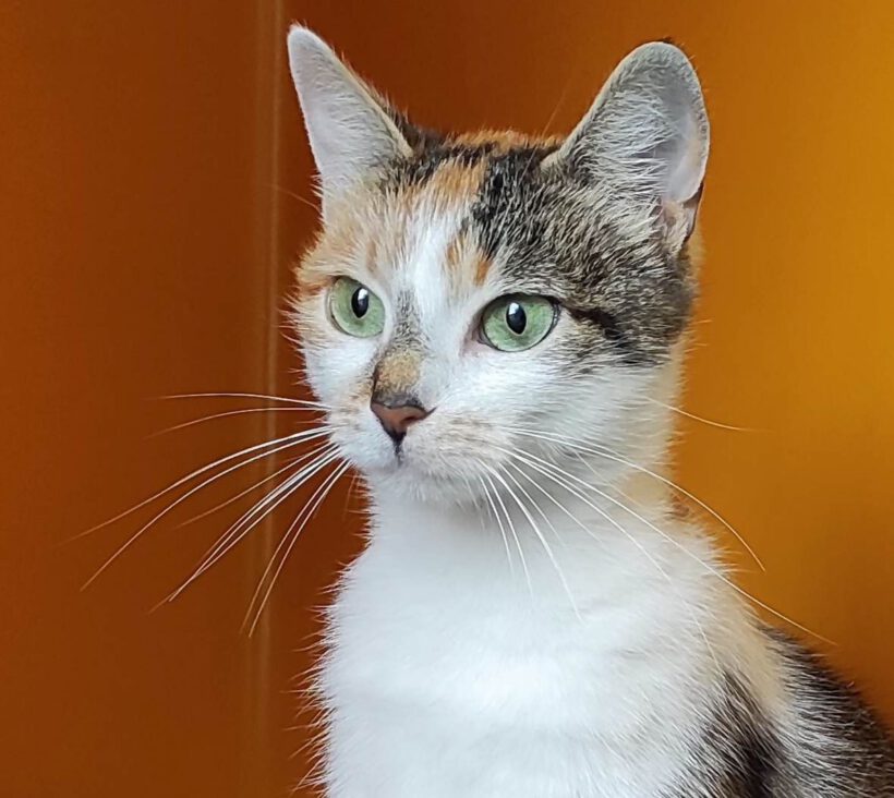 Mila, ca. 1,5 Jahre