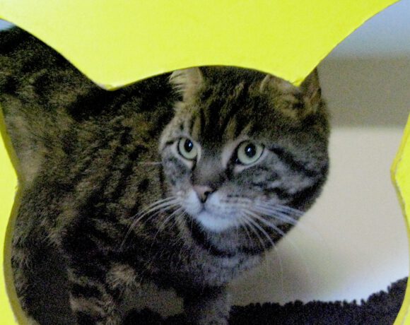 Molly, 5-6 Jahre