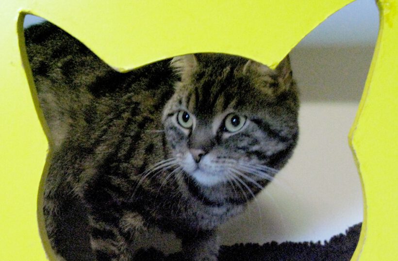 Molly, 5-6 Jahre