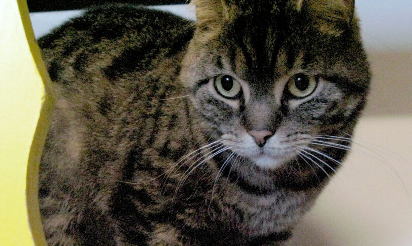 Molly, 5-6 Jahre