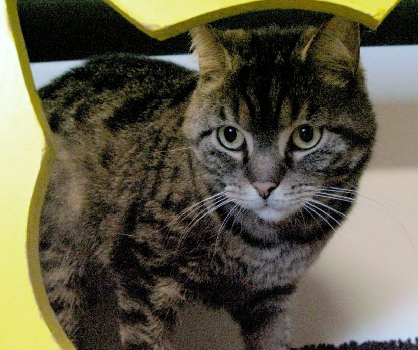 Molly, 5-6 Jahre Molly, 5-6 Jahre