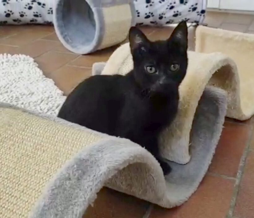 Nero & Noir Nero & Noir