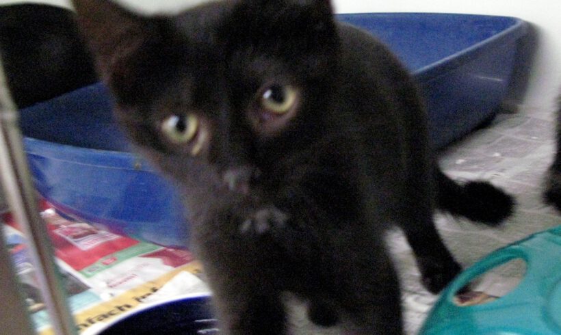 Skipper (reserviert)