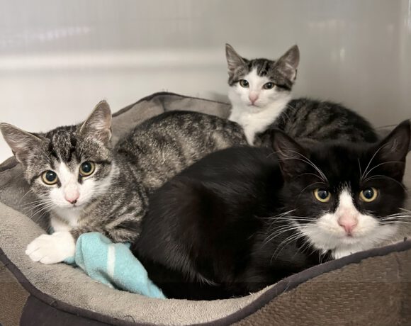 Babsi, Peachy & Spirelli