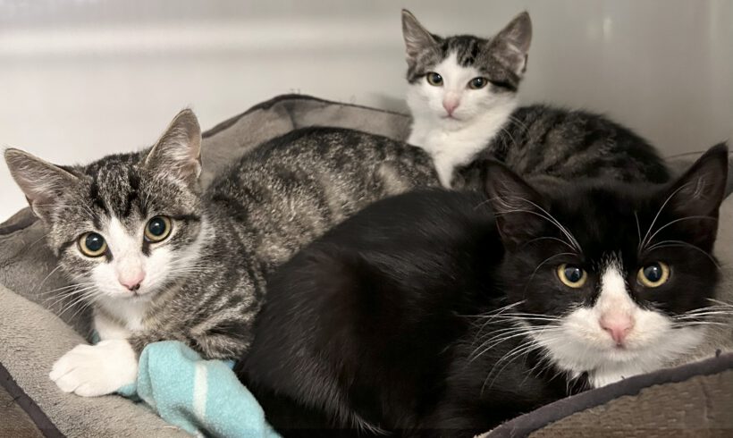 Babsi, Peachy & Spirelli (beide reserviert)