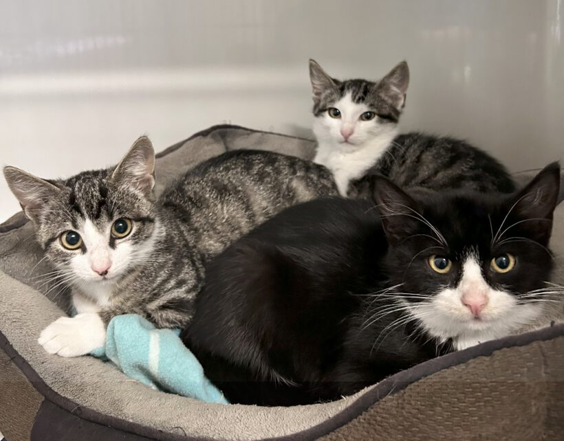 Babsi, Peachy & Spirelli