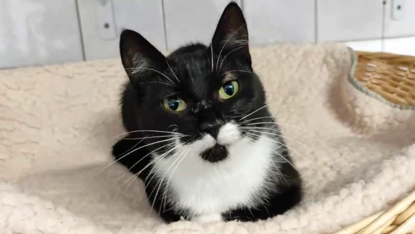 Zora, ca. 3 Jahre Zora, ca. 3 Jahre