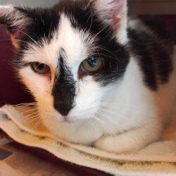 Kater in Ahnsen gefunden