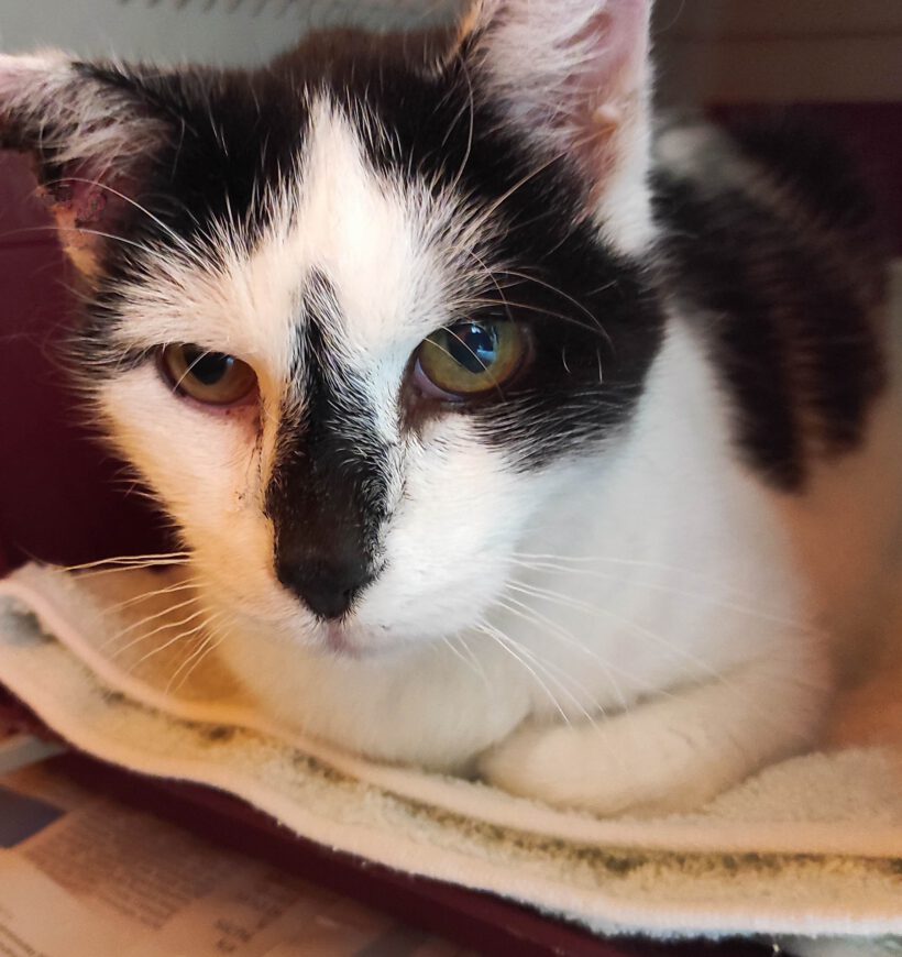 Kater in Ahnsen gefunden