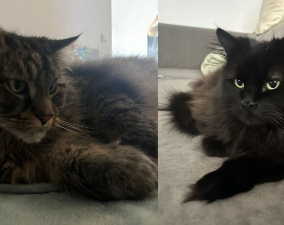 Simba & Nala
