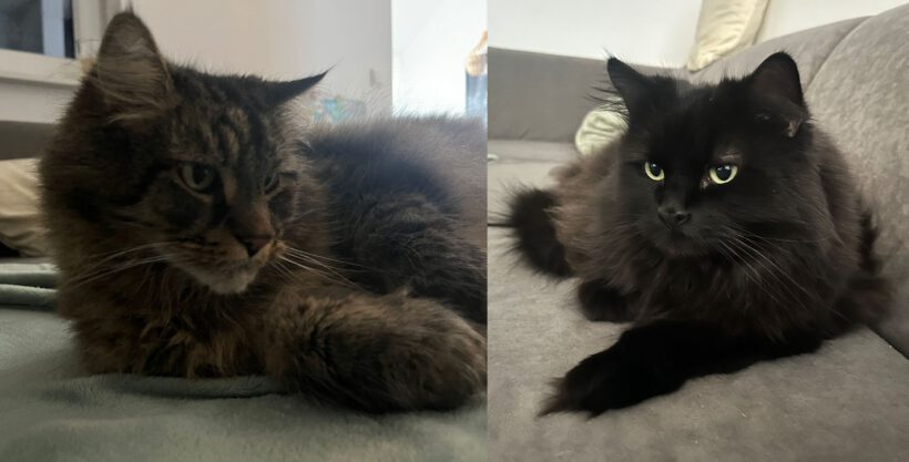 Simba & Nala
