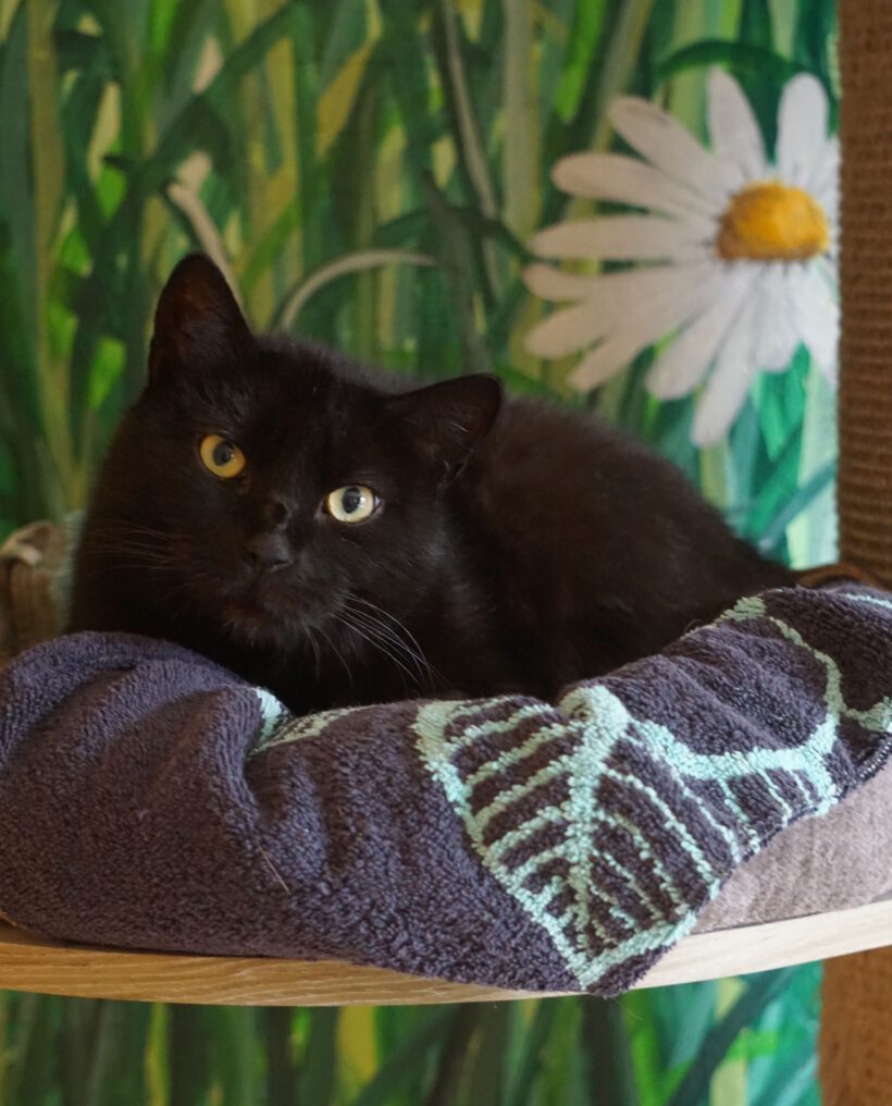 Amanda, ca. 7 Jahre Amanda, ca. 7 Jahre