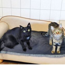 Cookie & Evoli, ca. 1,5 Jahre