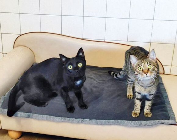 Cookie & Evoli, ca. 1,5 Jahre