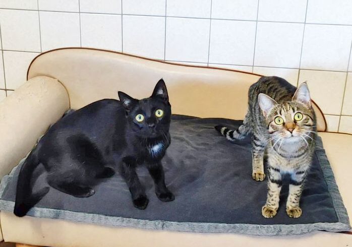 Cookie & Evoli, ca. 1,5 Jahre