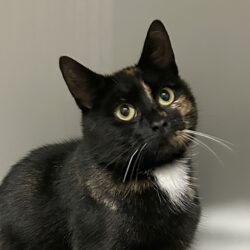 Ella, 2-3 Jahre (reserviert)