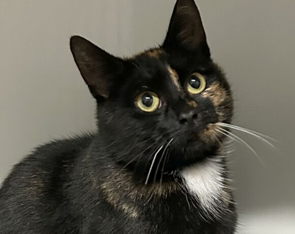 Ella, 2-3 Jahre (reserviert) Ella, 2-3 Jahre (reserviert)