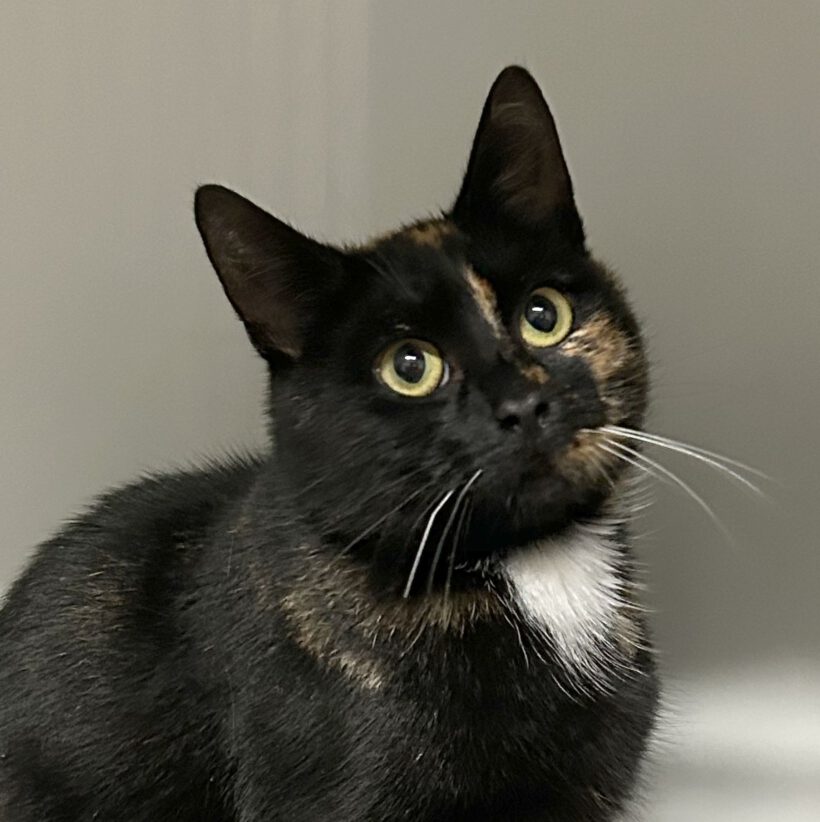 Ella, 2-3 Jahre (reserviert)