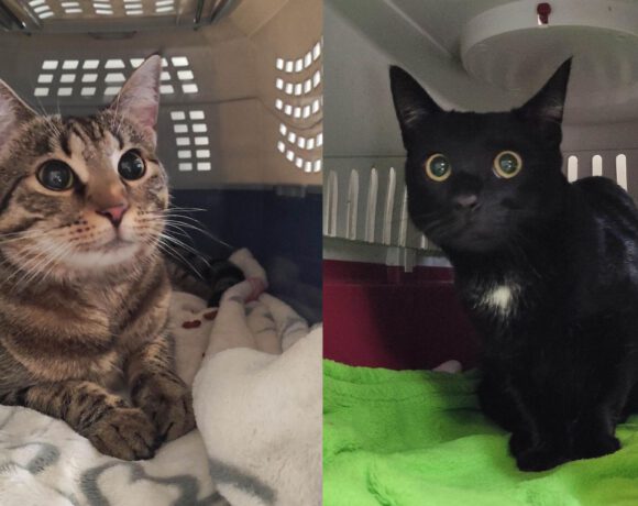 Cookie & Evoli, ca. 1,5 Jahre