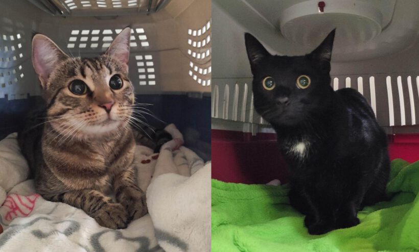 Cookie & Evoli, ca. 1,5 Jahre