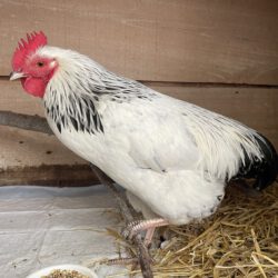 Hahn in Gifhorn gefunden