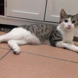 Kater in Gifhorn gefunden