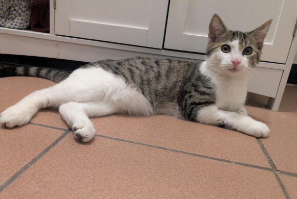 Katze in Gifhorn gefunden