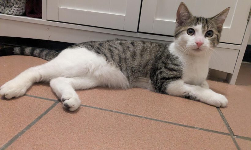 Katze in Gifhorn gefunden