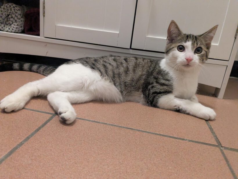 Katze in Gifhorn gefunden