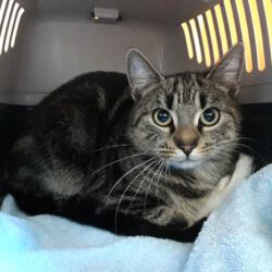 Katze in Weyhausen gefunden