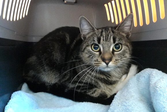 Katze in Weyhausen gefunden