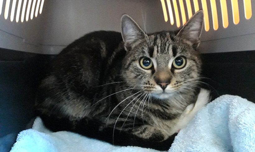 Katze in Weyhausen gefunden