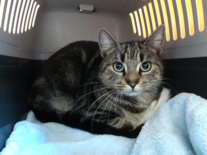 Katze in Weyhausen gefunden