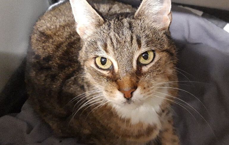 Luna, ca. 10 Jahre (reserviert)