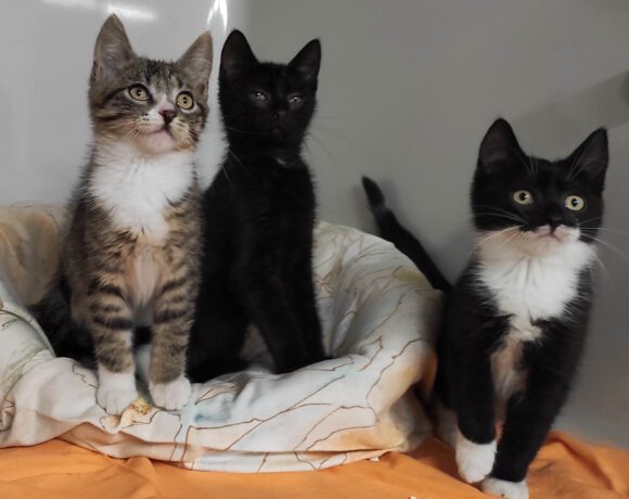 Luna, Skipper & Nougat