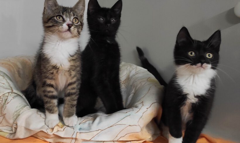 Skipper, Nougat & Luna