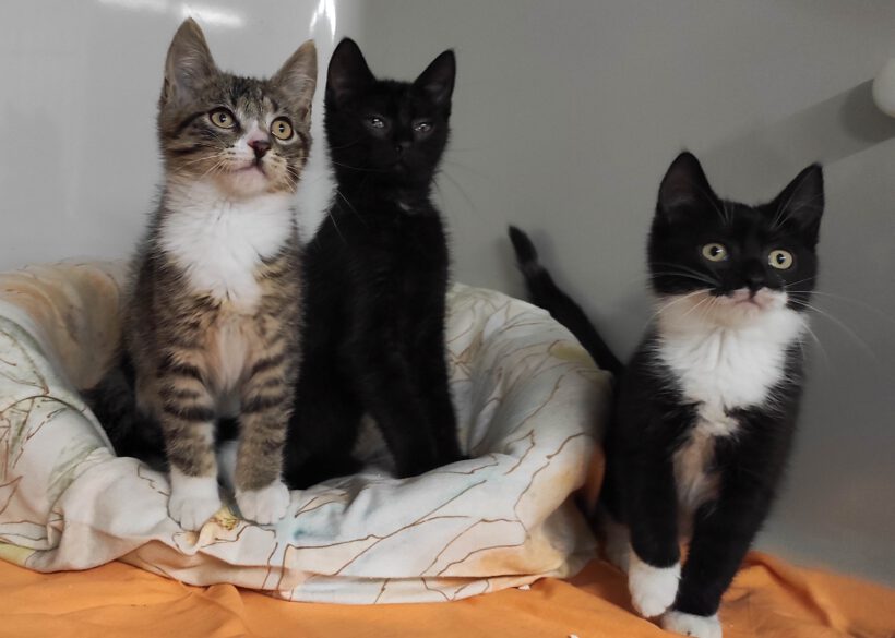 Skipper, Nougat & Luna Skipper, Nougat & Luna