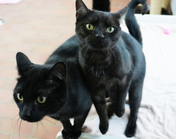 Paula & Sammy, ca. 2 Jahre Paula & Sammy, ca. 2 Jahre