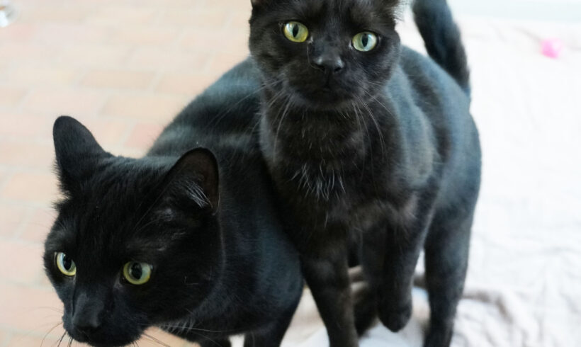 Paula & Sammy, ca. 2 Jahre (reserviert)