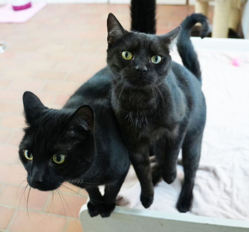 Paula & Sammy, ca. 2 Jahre