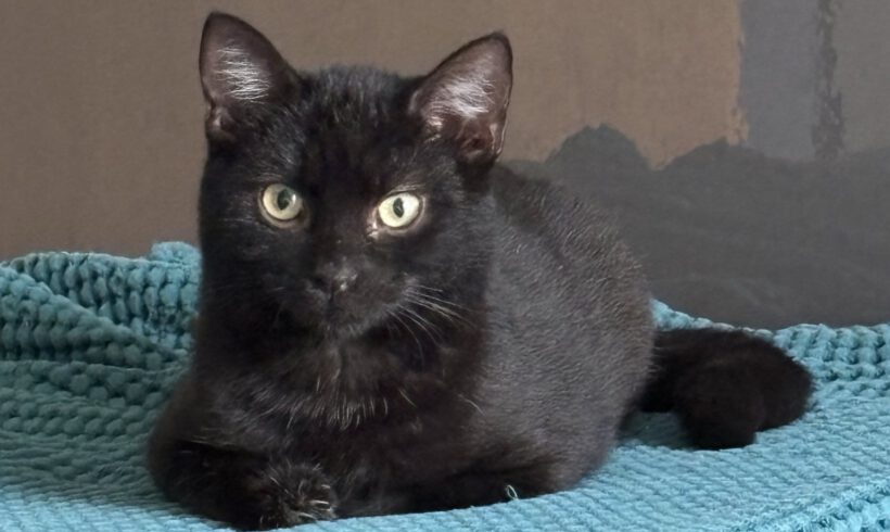 Ebony, ca. 6 Monate (reserviert)