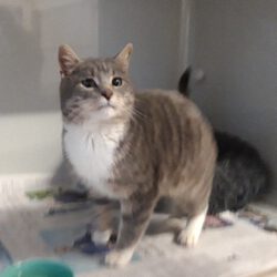 Kater in Groß Oesingen gefunden