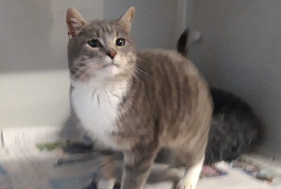 Kater in Groß Oesingen gefunden