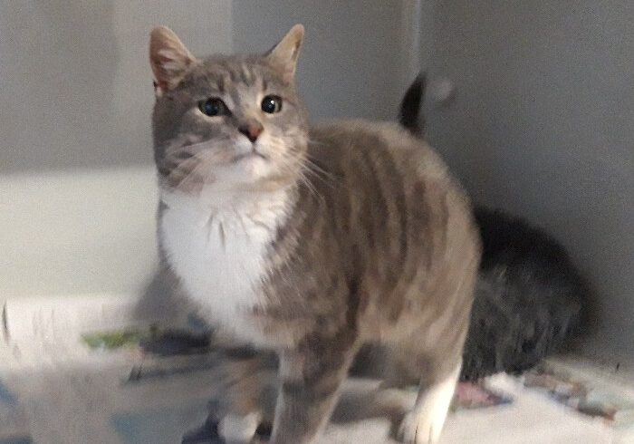 Kater in Groß Oesingen gefunden