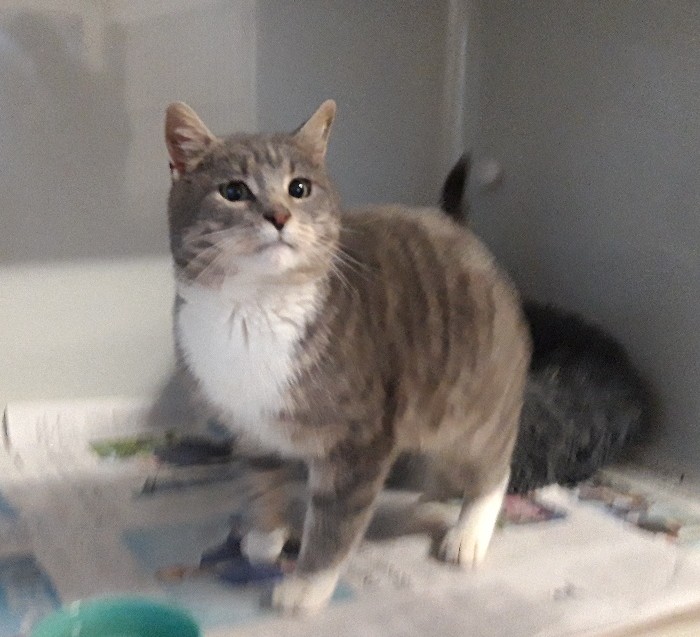 Kater in Groß Oesingen gefunden Kater in Groß Oesingen gefunden