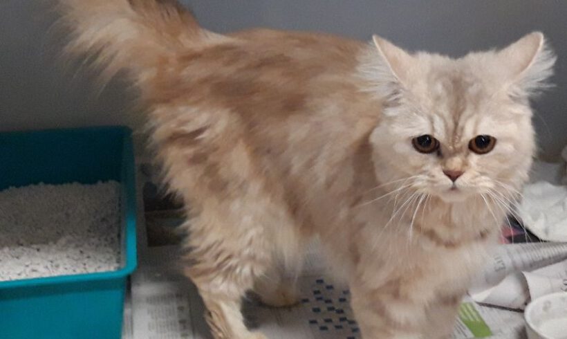 Katze in Gifhorn gefunden